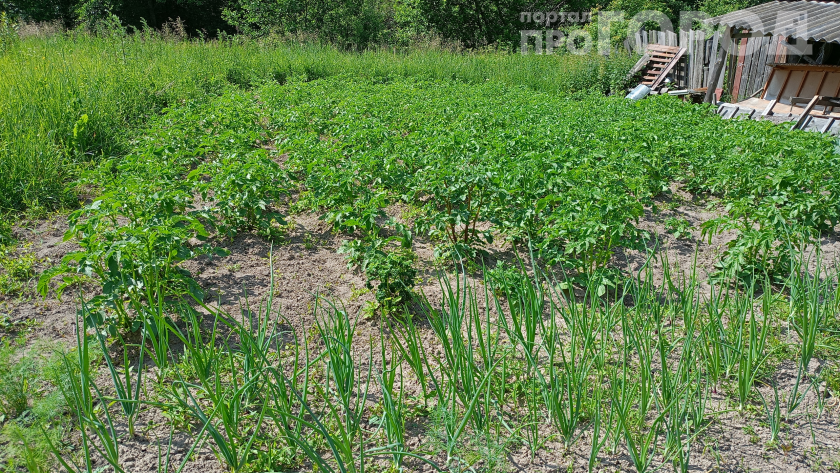 Японцы выстраиваются в очередь за этим растением, а мы его выпалываем: что растёт у нас в огороде  и почему это золото
