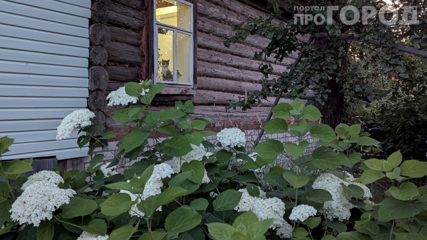 Не сажайте это у себя: 7 цветов, которые растут у вас дома и на даче  опасны для детей и животных