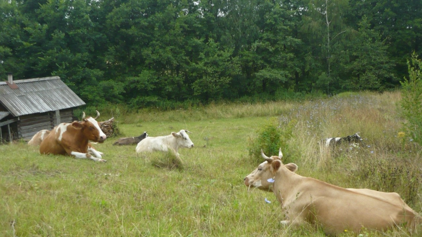 В Марий Эл стало меньше фермеров