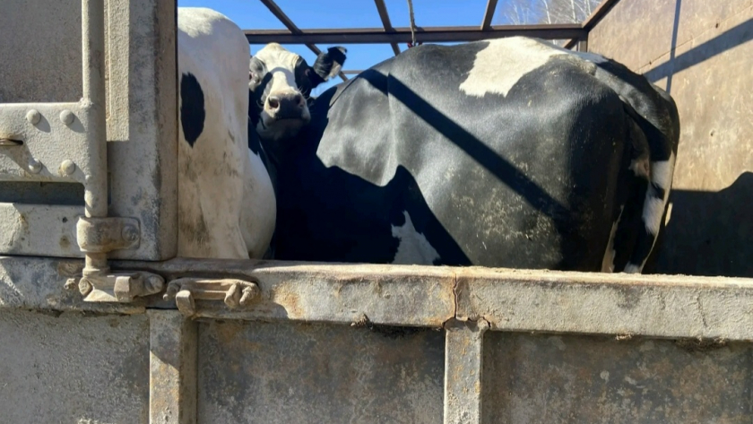 Семь потенциально опасных коров везли в грузовике по Марий Эл: вовремя остановили