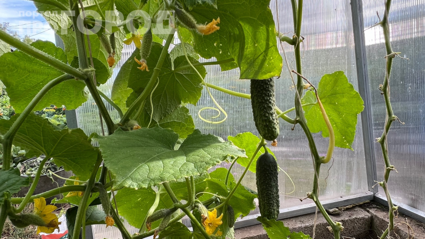 Фунгициды ушли в прошлое: мучнистая роса исчезнет за три дня  простой рецепт из доступных ингредиентов