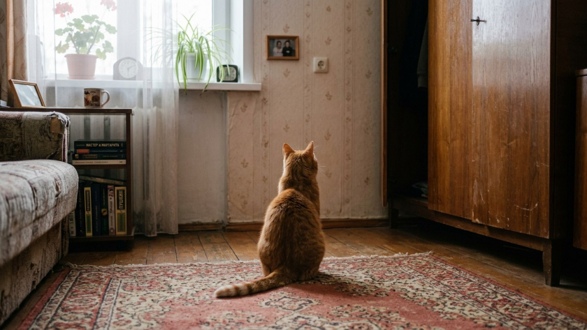 Почему кошки смотрят в пустой угол  вот что они там видят