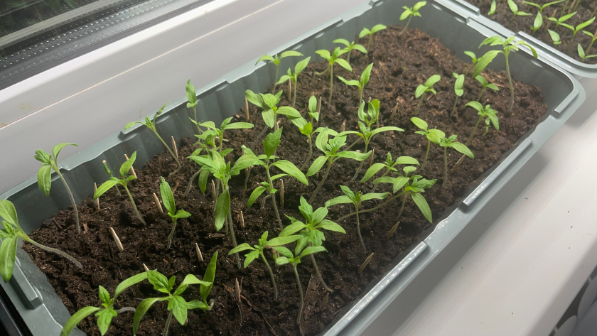 Томаты не простят такую ошибку на этапе рассады: эта привычка напрочь гробит весь урожай
