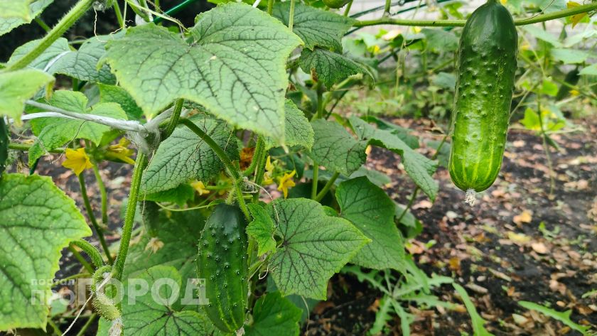 Огурцы завалят урожаем: что для этого нужно сделать и причем здесь пластиковая бутылка