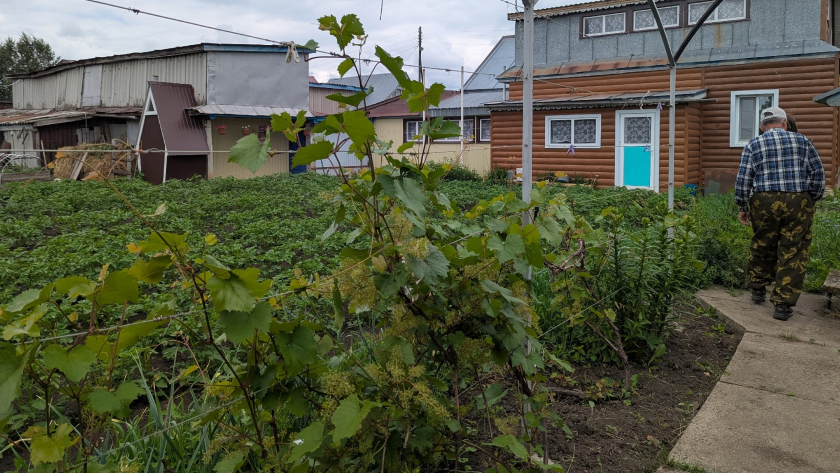 Китайцы не мучаются с поливом  и нам пора: трюк из Китая, который увеличит ваш урожай в разы
