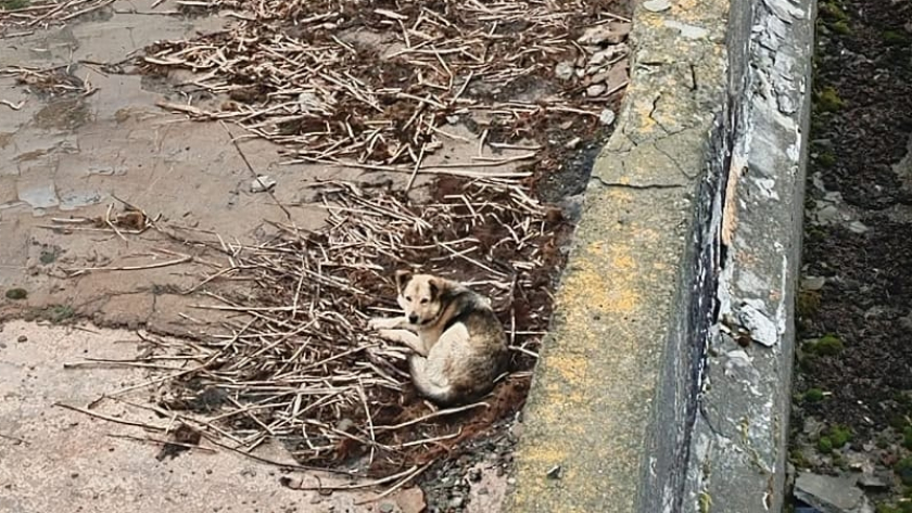 В Волжске спасли собаку, провалившуюся в 5-метровую яму