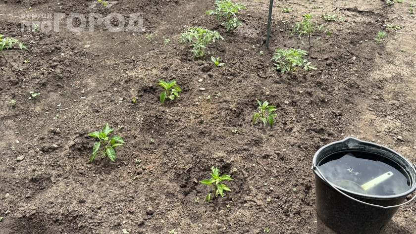 Кладу под перцы старые колготки  урожай собираю ведрами: 15 килограммов с 10 кустов без химии и удобрений