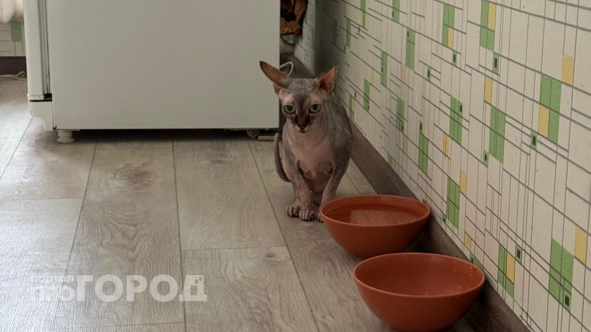 Можно ли кормить кошку только сухим кормом - точный ответ