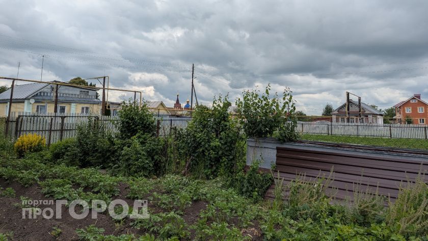 Забудьте про картошку: этот корнеплод уродит в 5 раз больше, а ухода требует минимум - дачники в шоке