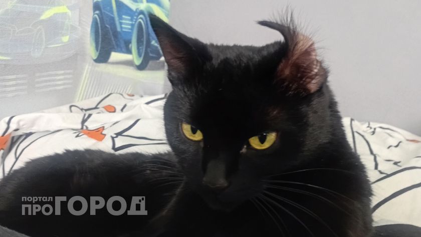 Можно ли смотреть кошке в глаза: это должен знать каждый хозяин
