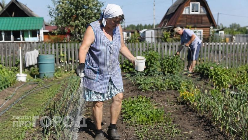Простой трюк с манкой избавит от муравьев за 48 часов: неожиданный способ борьбы от опытных дачников
