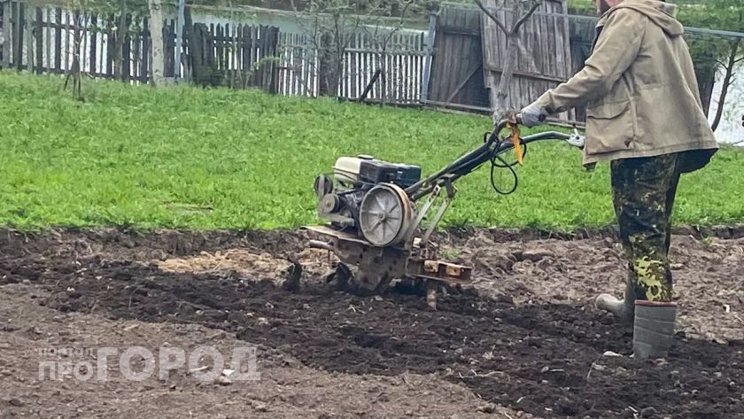 Забудьте горчицу и фацелию: этот сидерат делает почву в разы рыхлее червей и плодороднее любых удобрений