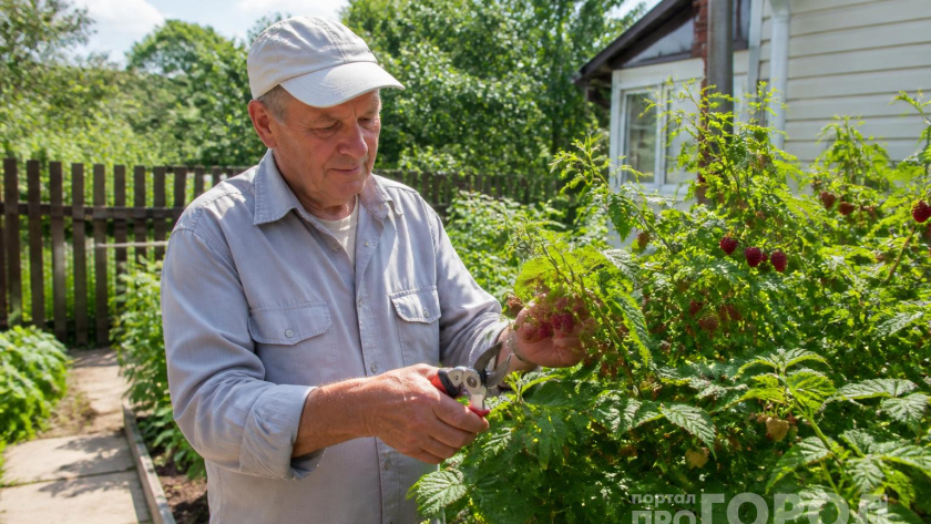 Малину обрезаю по Соболеву: вместо колючего куста вырастает ягодное дерево  собираю по 10 кг