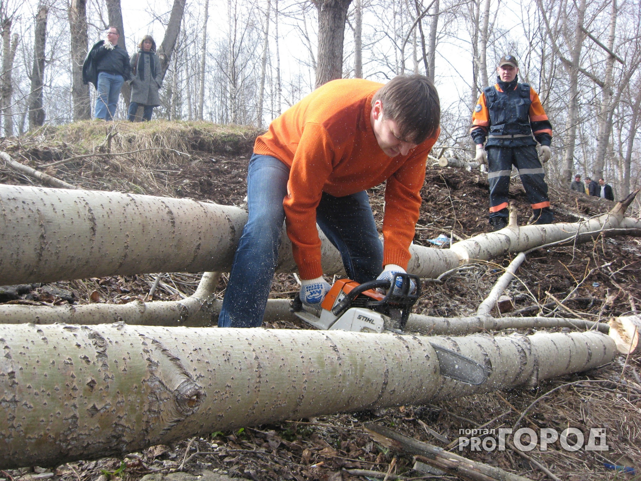 В Год экологии житель Марий Эл "наспиливал" деревья на 116 тысяч рублей
