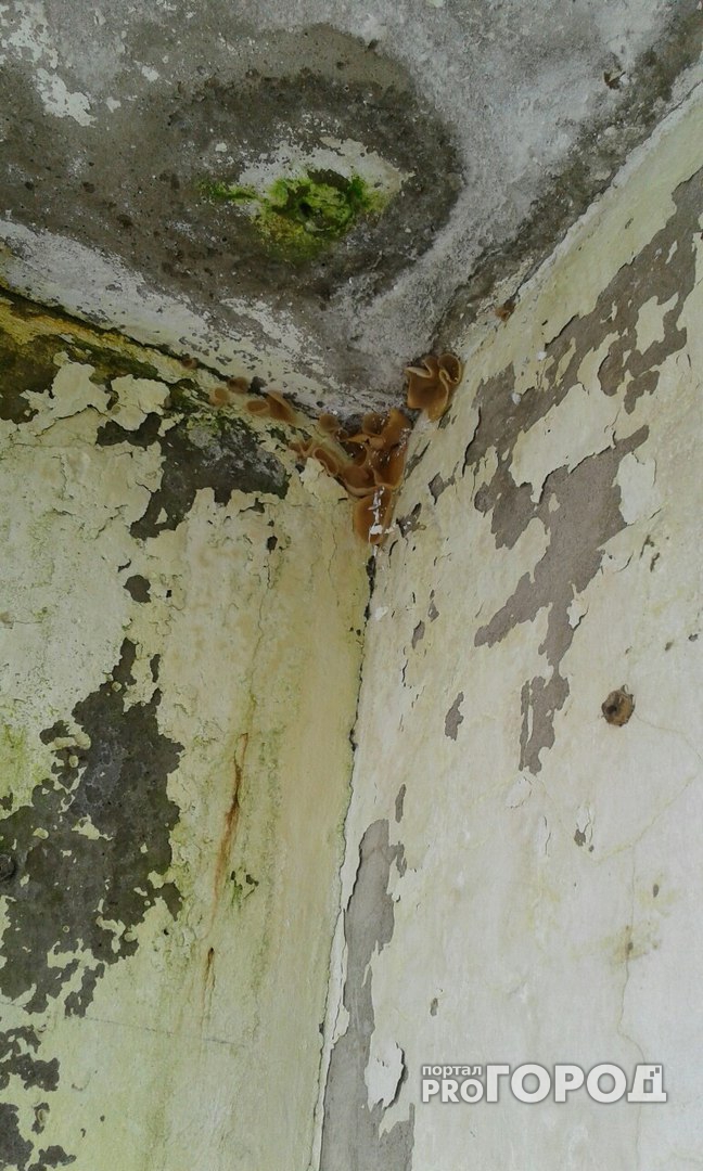 В лоджии одного из домов Йошкар-Олы растут грибы