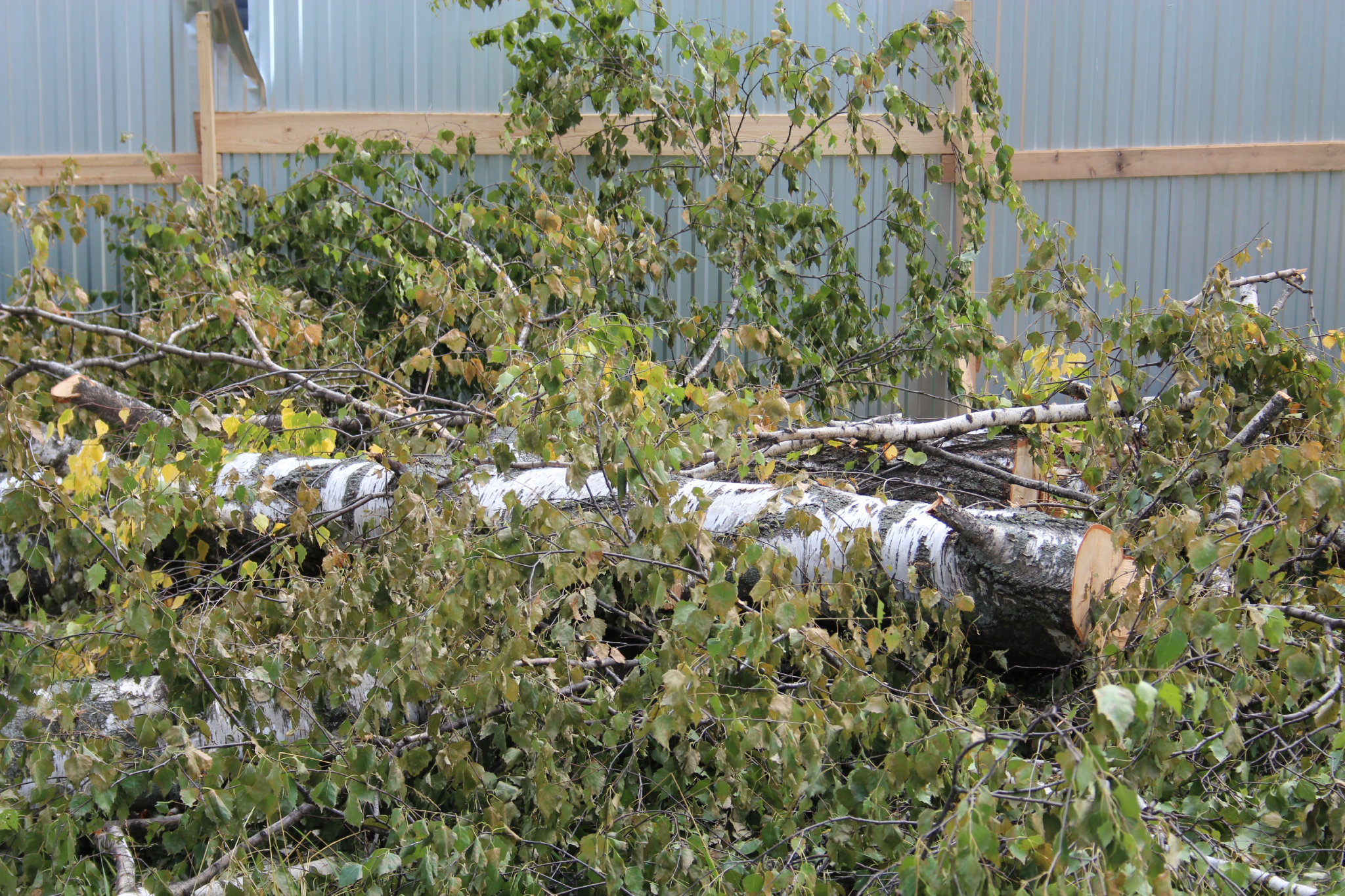 Упавшее дерево заблокировало людей в жилом доме Йошкар-Олы