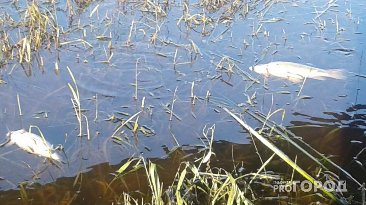 Йошкар-олинские экологи выехали на Малую Кокшагу, где массово гибнет рыба