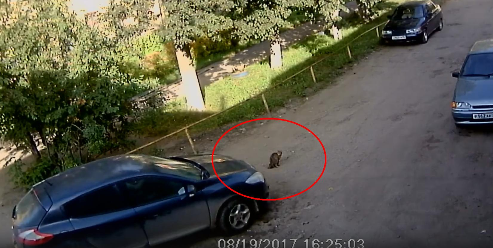 В Йошкар-Оле невнимательный водитель переехал кошку