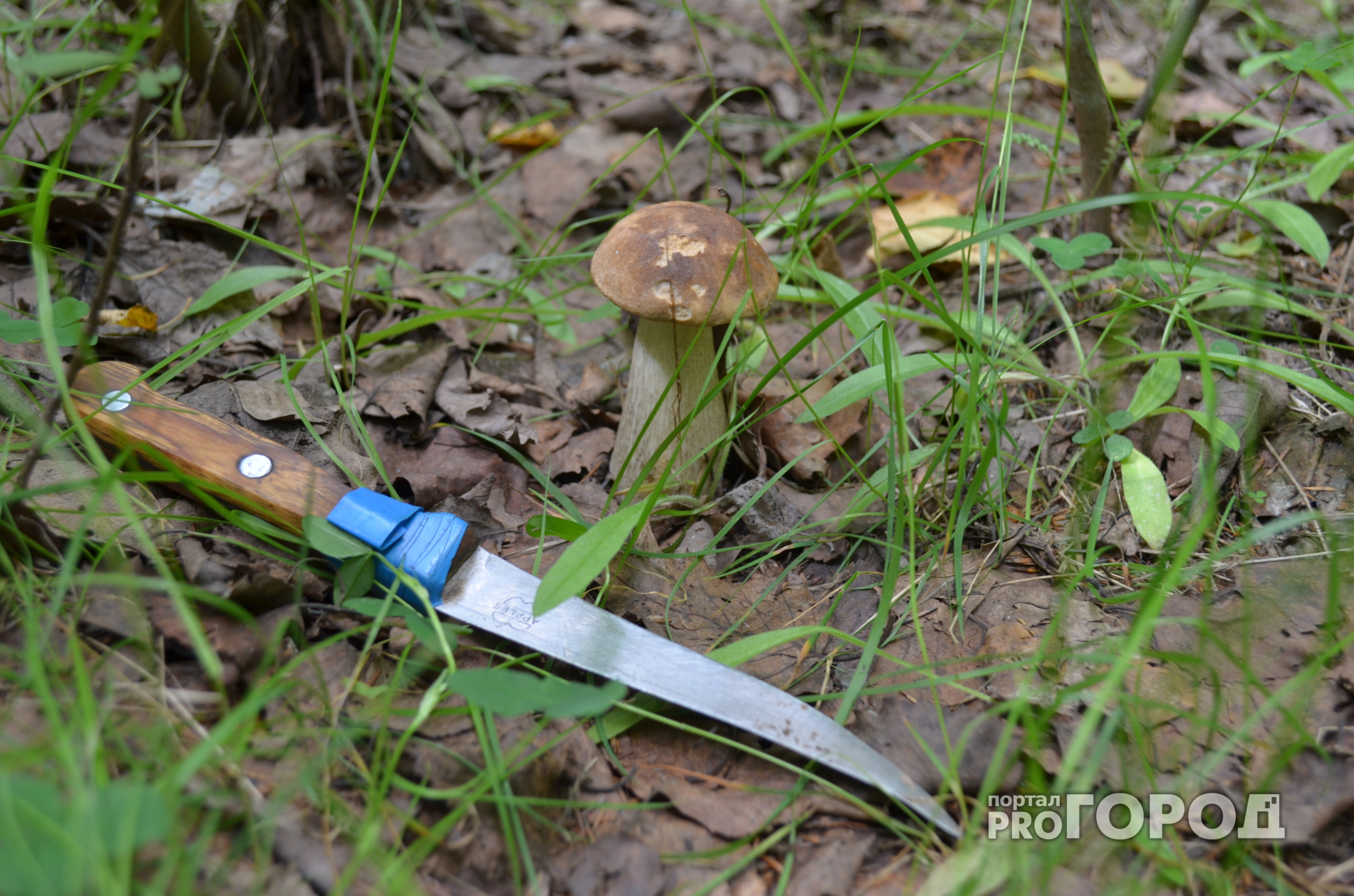 В лесах Марий Эл ищут грибника, которому срочно нужна помощь медиков