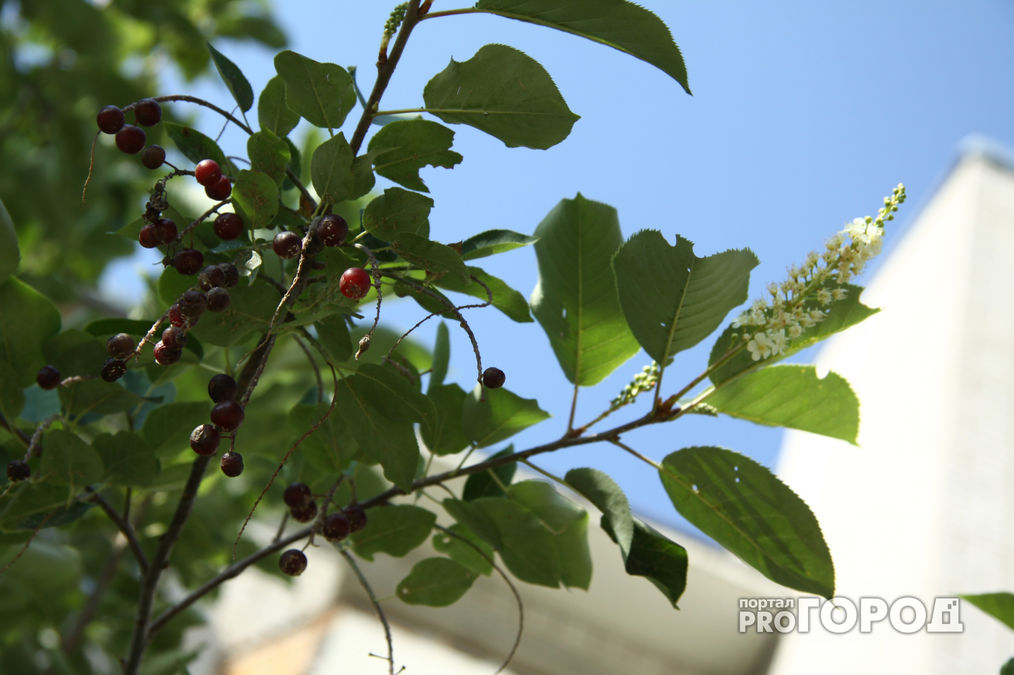 В Йошкар-Оле сквер засадили 30 кустарниками чая