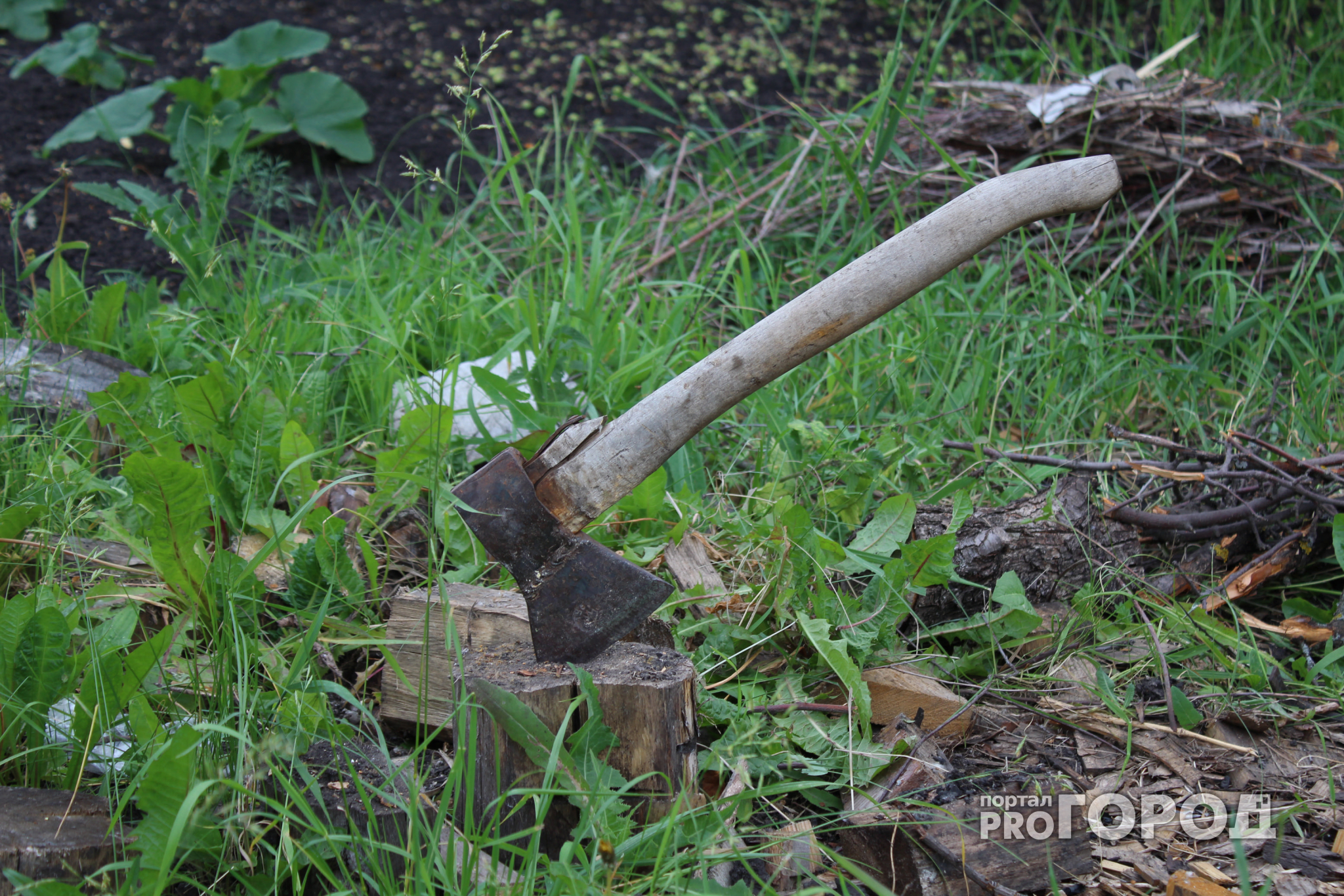 Жители Марий Эл «нарубили» деревьев на 3 миллиона рублей