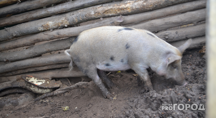 В Марий Эл существует угроза возникновения африканской чумы свиней