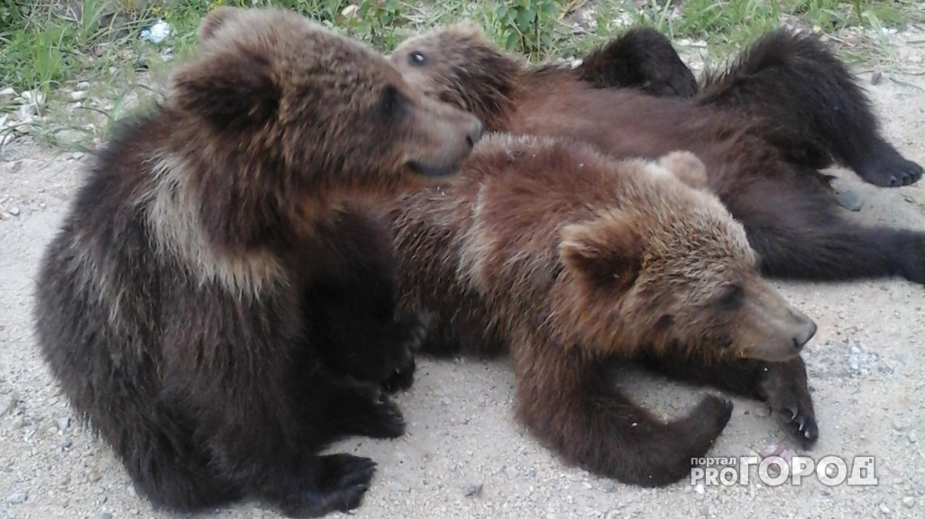 В Марий Эл с начала сезона охотниками добыто 25 медведей и 136 кабанов