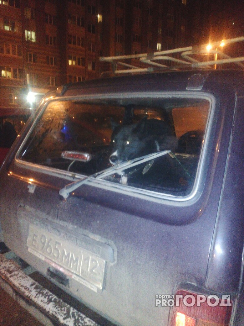 Йошкаролинцы жалеют пса, который уже 2 недели живет в припаркованном авто