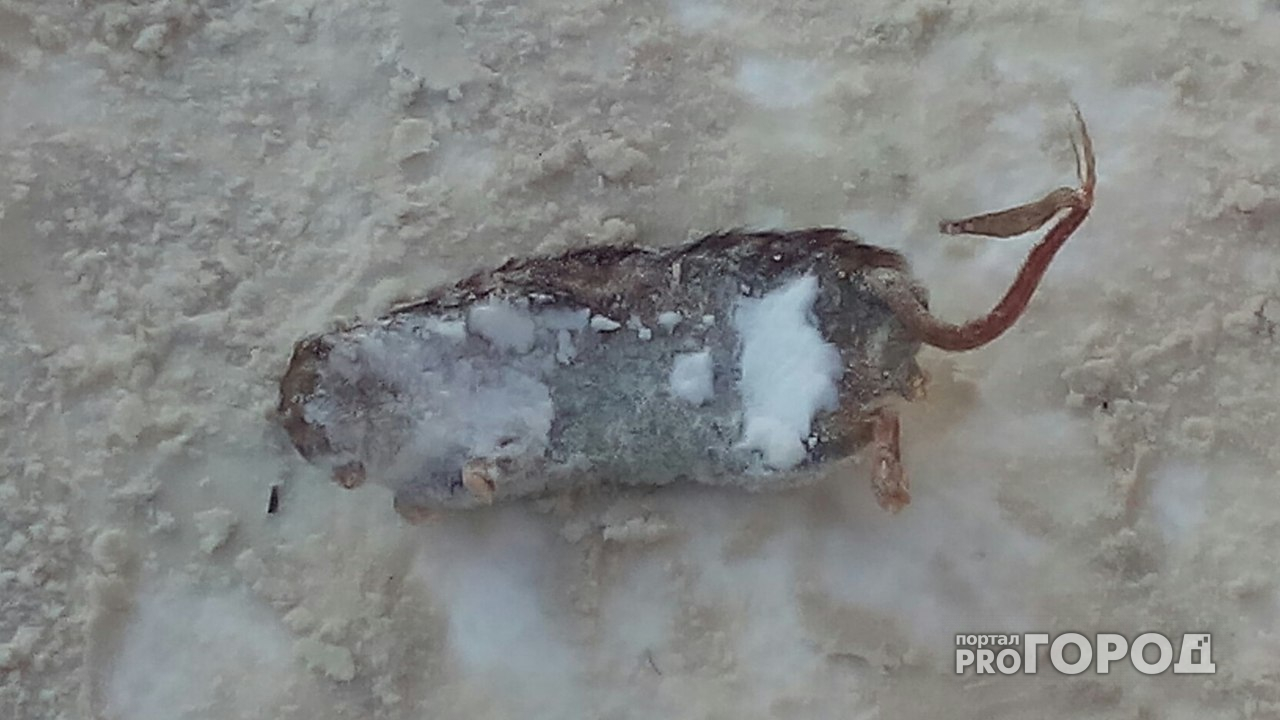 Мертвые крысы в Йошкар-Оле: трупы грызунов лежат в центре города