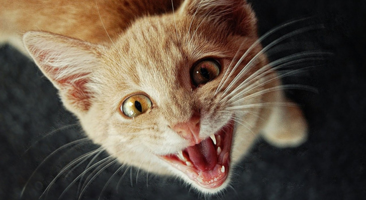 Пользователи Сети в шоке от выходки подростков, которые засунули кошку в духовку