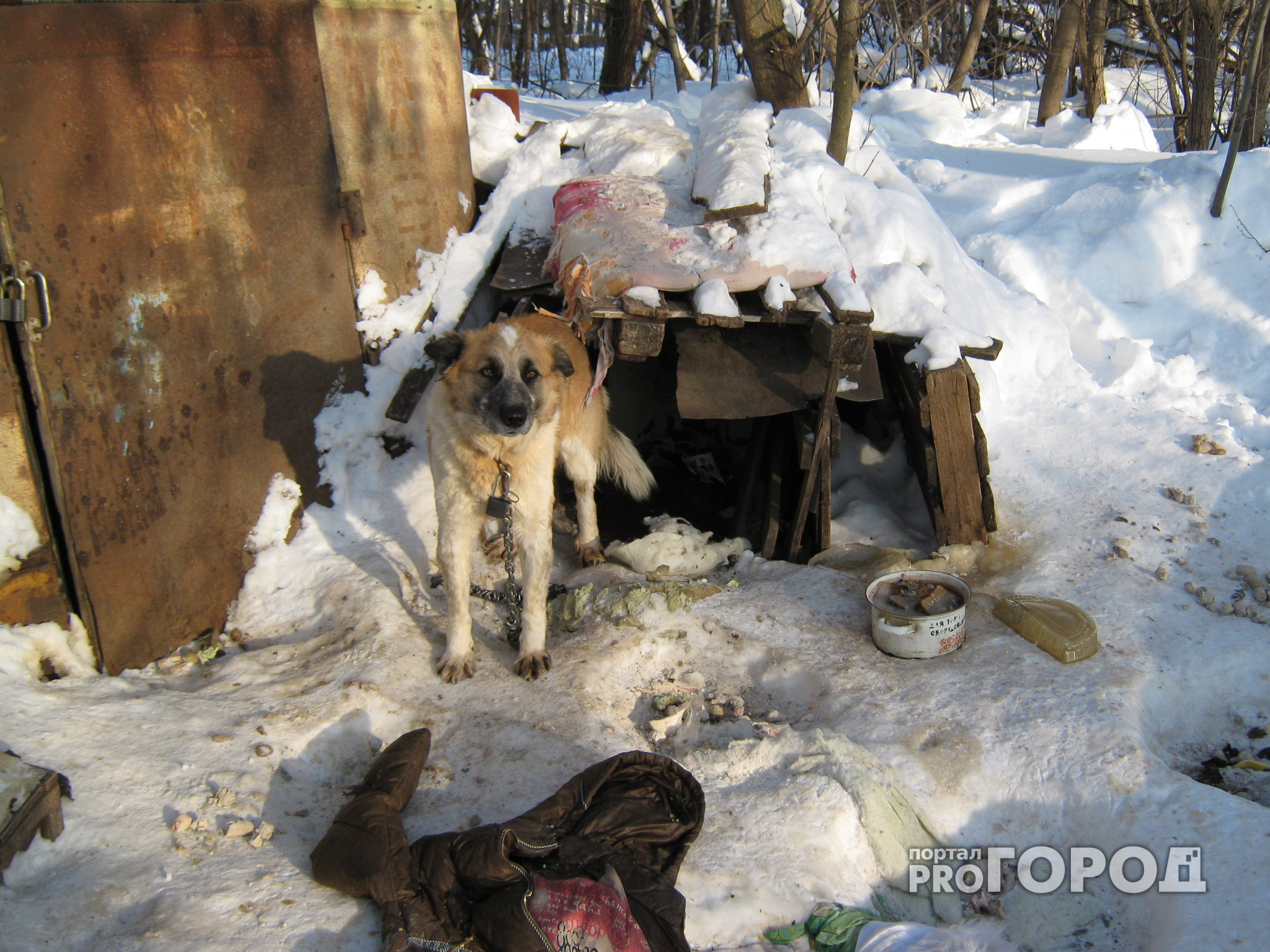В Йошкар-Оле одинокая собака прикована цепью к будке