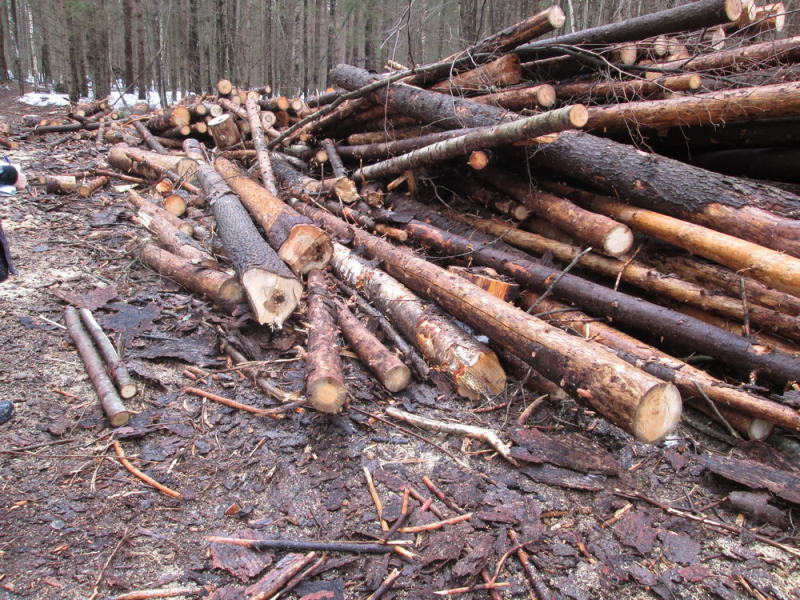 Жители Марий Эл украли лес на 3,2 миллиона рублей