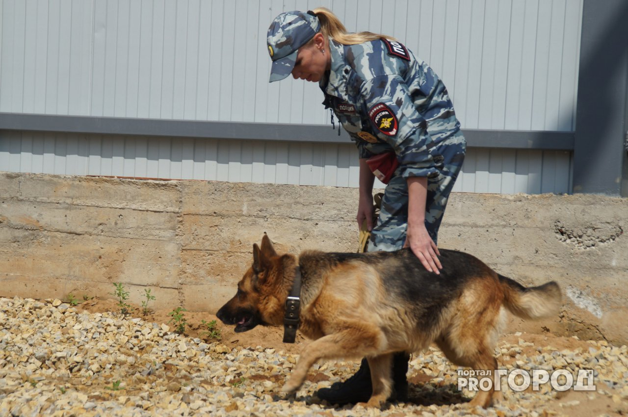 В Марий Эл полицейским привезут 8 служебных собачек