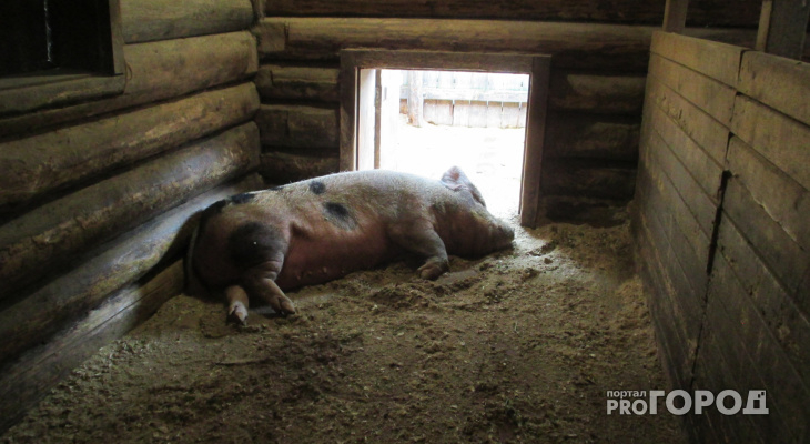 Недопущение африканской чумы свиней в Марий Эл: задержана партия животных без ветдокументов