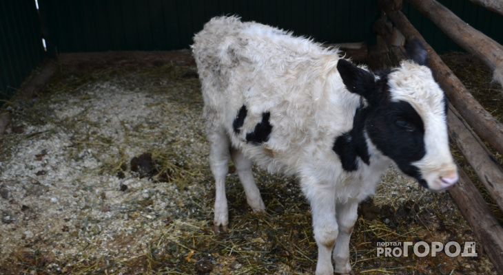 В Марий Эл проходит проверка крупного рогатого скота на туберкулез