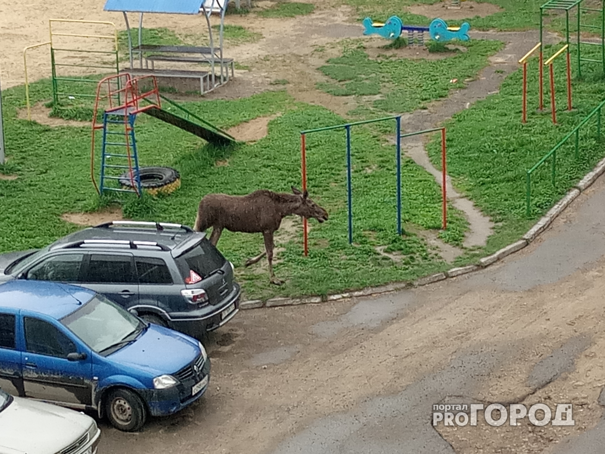 Молодой лось ходил по дворам Йошкар-Олы и заглядывал в припаркованные авто