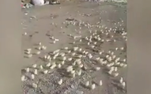 Новости мира: На свалке из выброшенных яиц вылупились сотни цыплят