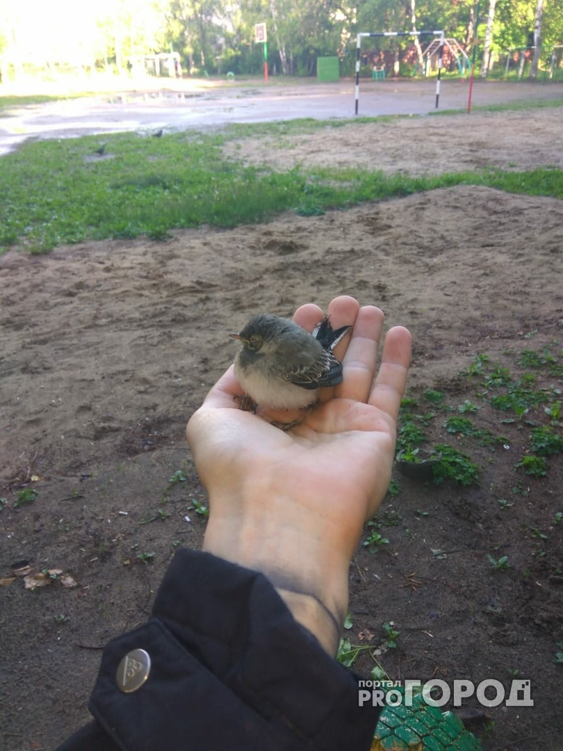 Йошкаролинец спас маленького птенца, вывалившегося из гнезда