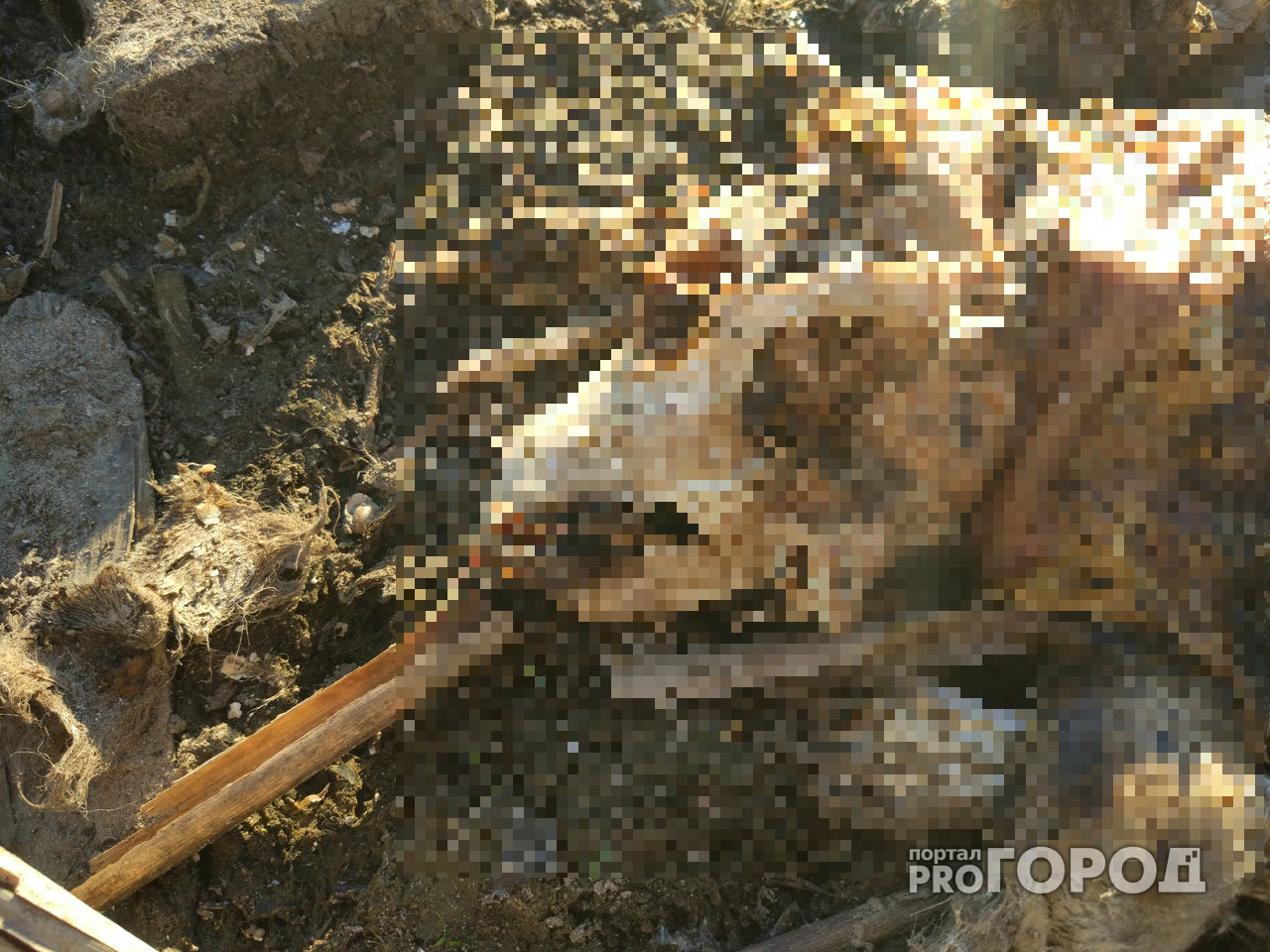 Собака, которую мучительно убили, неделю пролежала на берегу пруда в Йошкар-Оле
