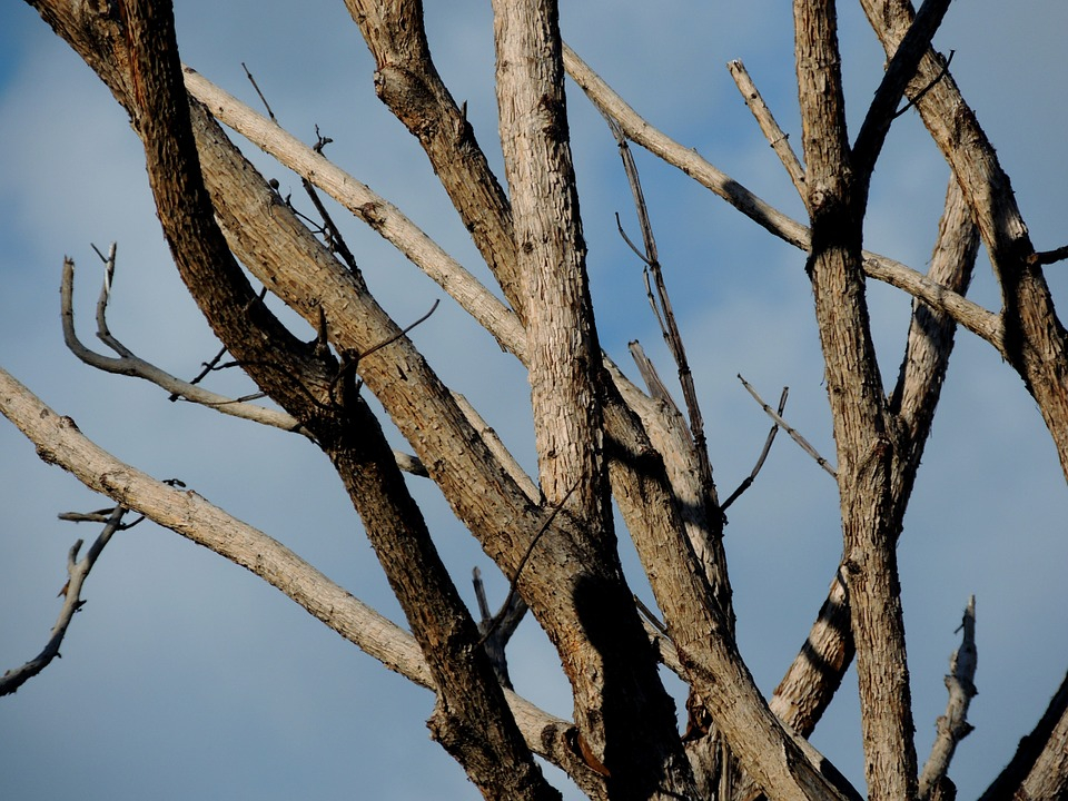 В Йошкар-Оле «больные» деревья заражают все вокруг?