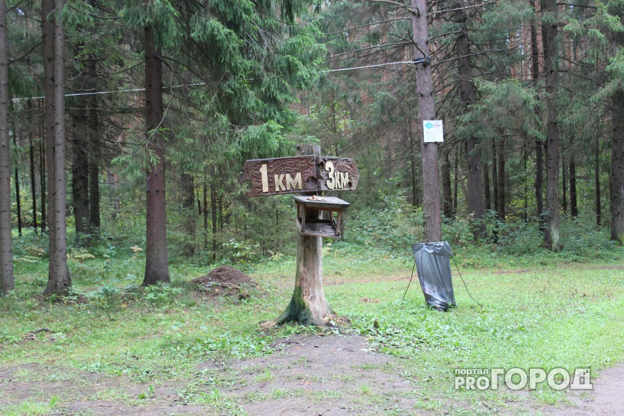 За полгода в Марий Эл леса обеднели более чем на 2 миллиона  рублей