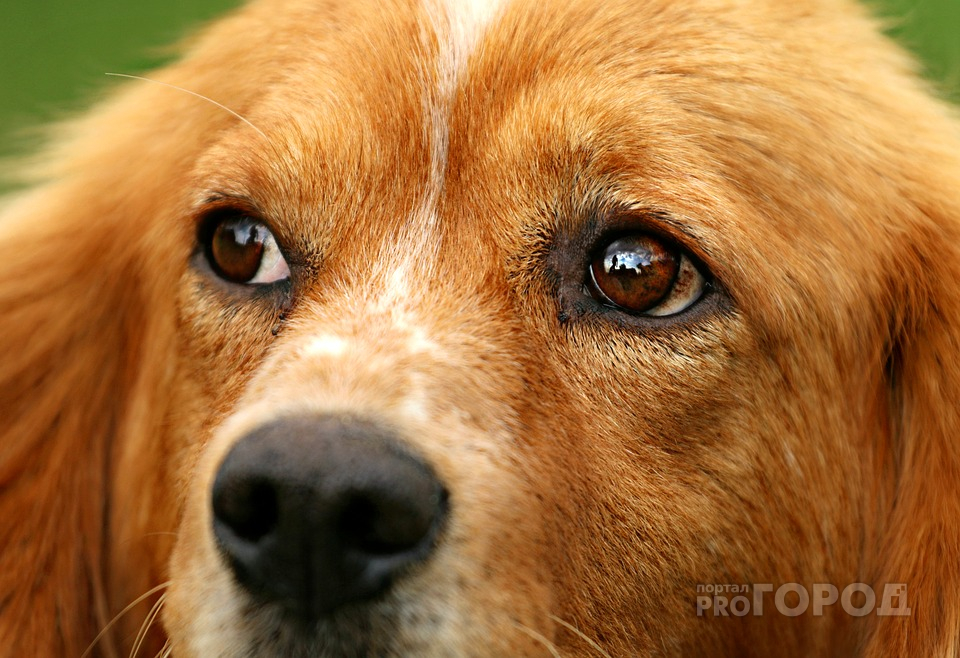 Сельчанка о мужчине, вспоровшем живот собаке в Марий Эл: «Он сделал то, на что мы не решались несколько лет»