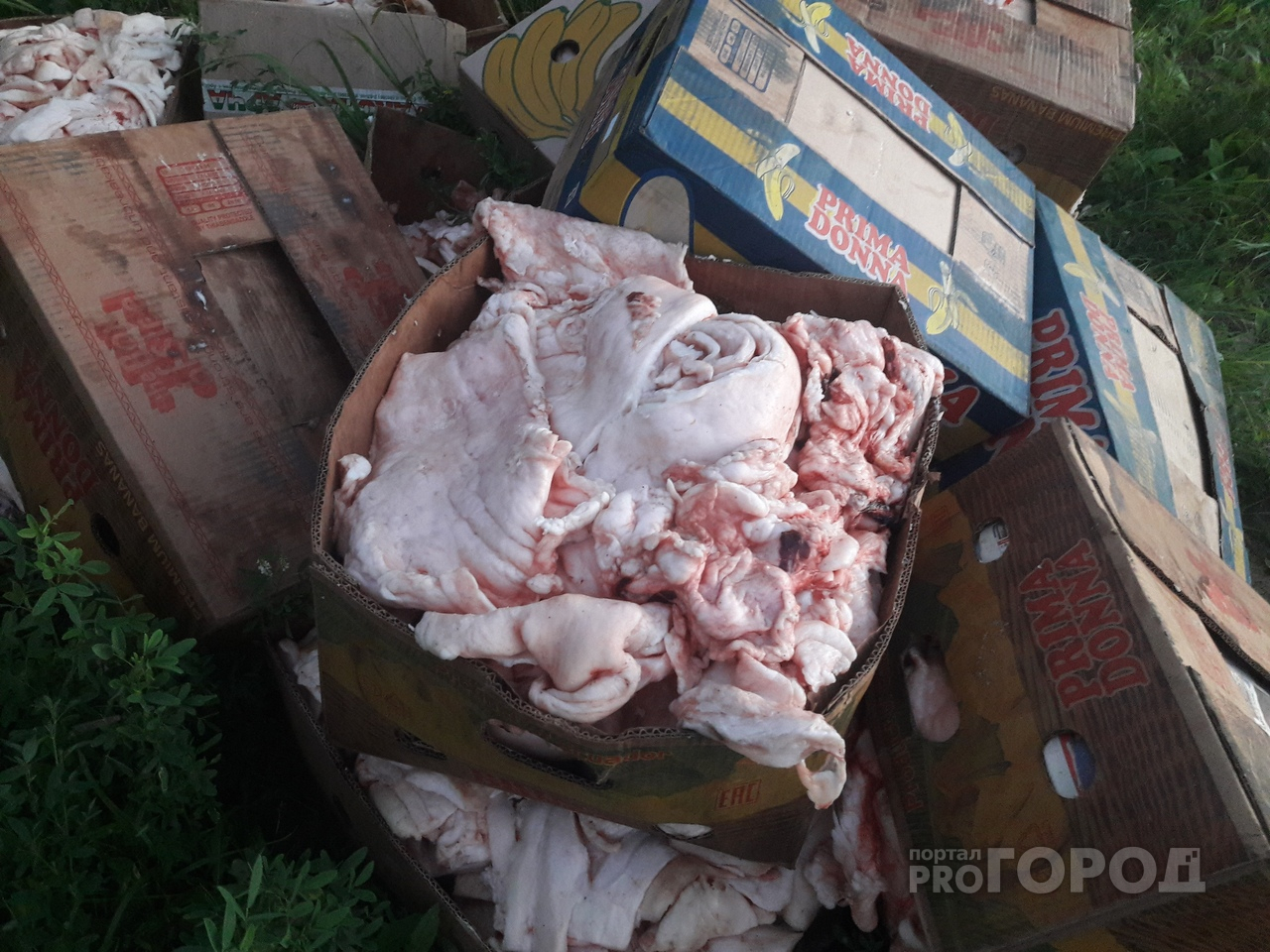 Что грозит «хозяину» мясных отходов, выброшенных на берег Кокшаги в Йошкар-Оле?