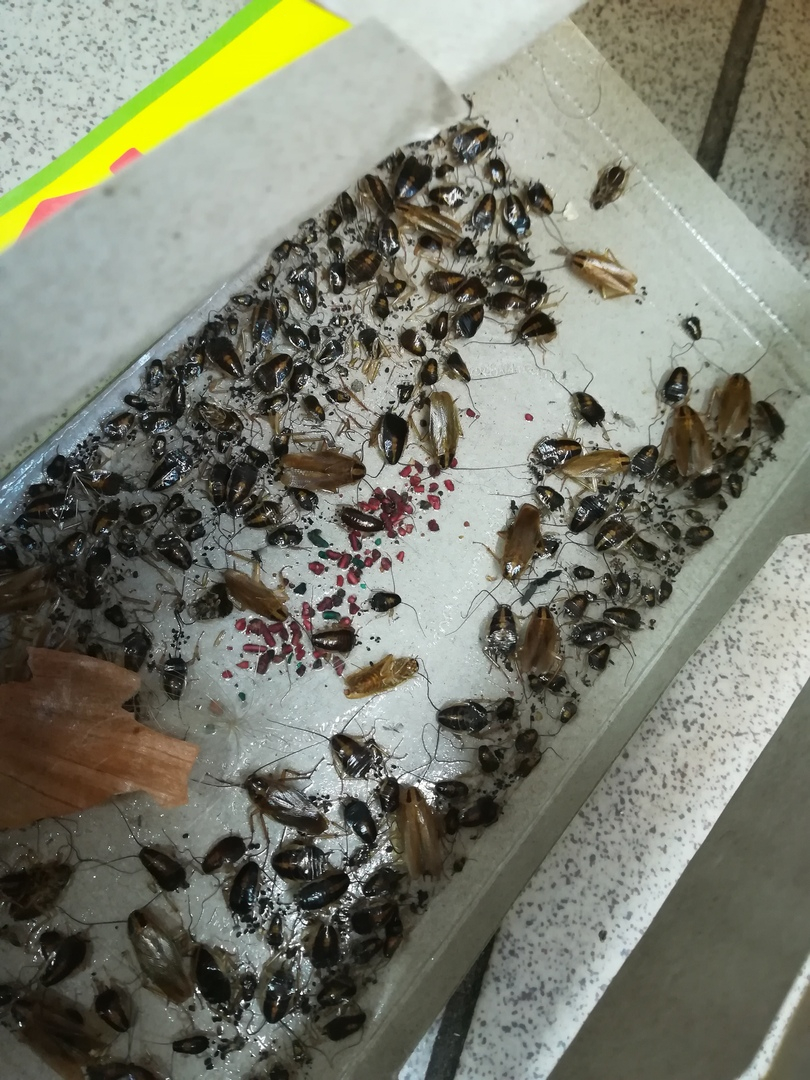 Йошкаролинка нашла в магазине кладбище тараканов