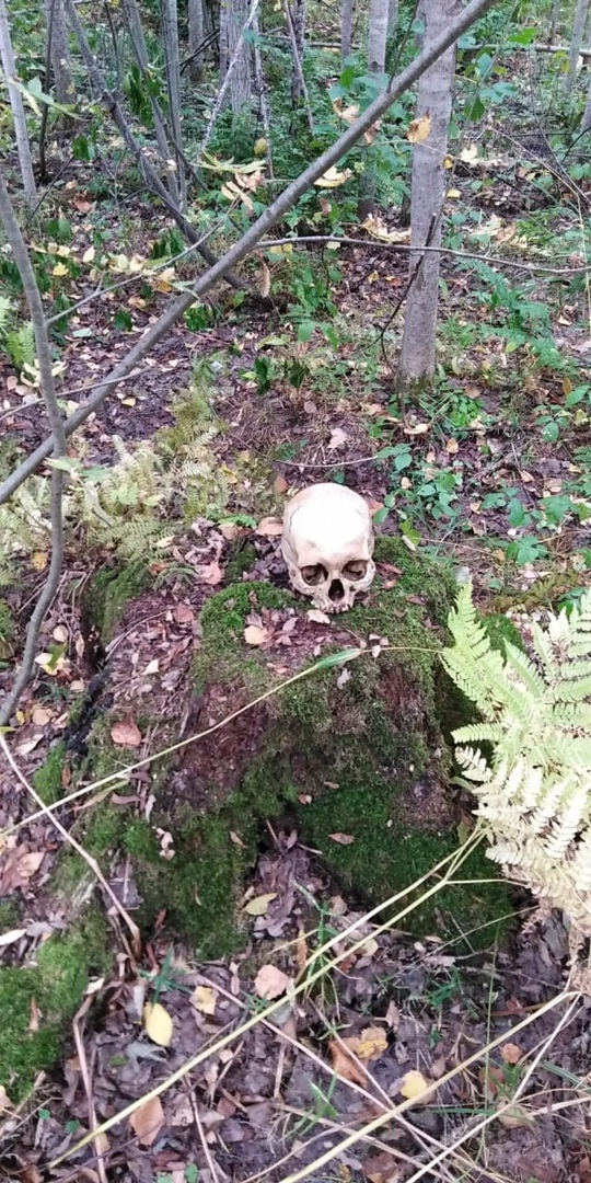 Найденным черепом в лесу Марий Эл заинтересовались следователи