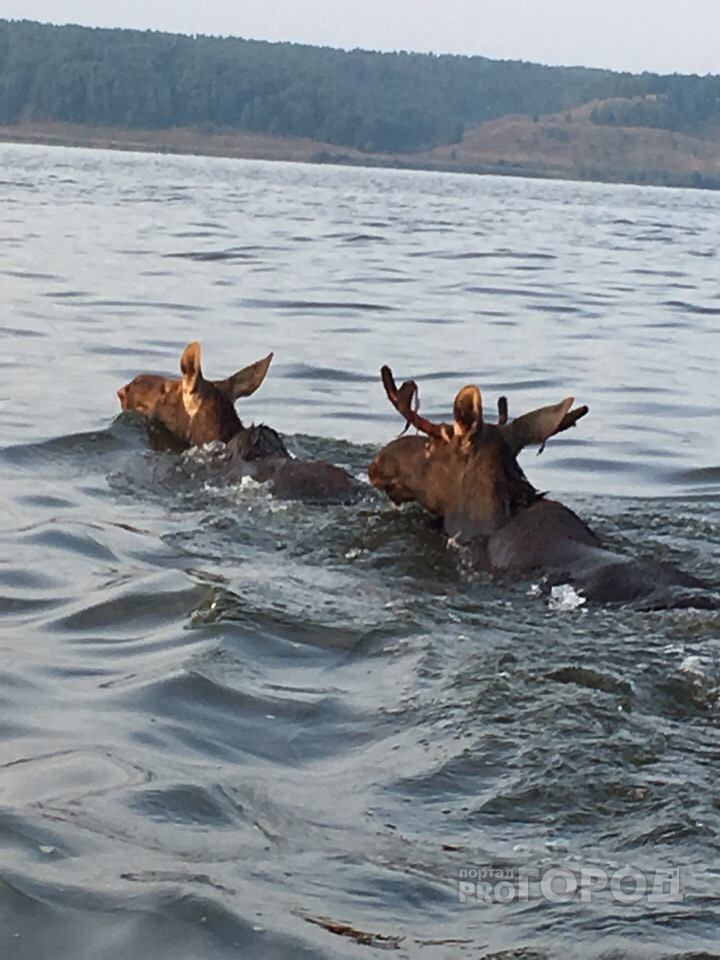 Йошкаролинец встретил пару лосей, переплывающий Волгу (ВИДЕО)