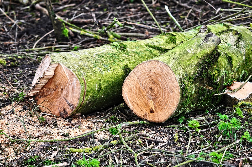 Йошкаролинка: «В нашем дворе спилили деревья и снесли гаражи: теперь там только земля и грязь!»