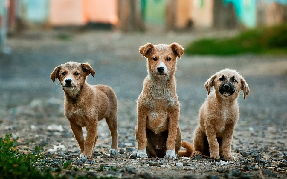 В Йошкар-Оле на отлов собак выделят еще 300 тысяч рублей