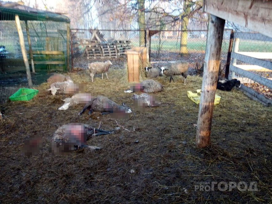 В пригороде Йошкар-Олы собаки разорвали домашний скот