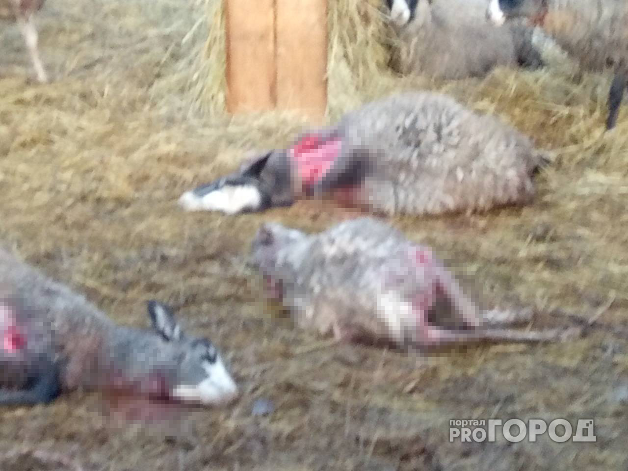Из-за разорванных собаками овец в пригороде Йошкар-Олы ночью дежурят